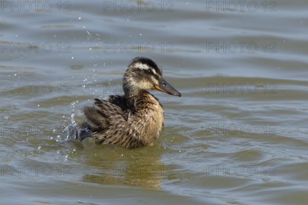 Mallard duck (Anas platyrhynchos) juvenile baby duckling bird bathing on a lake, England, United