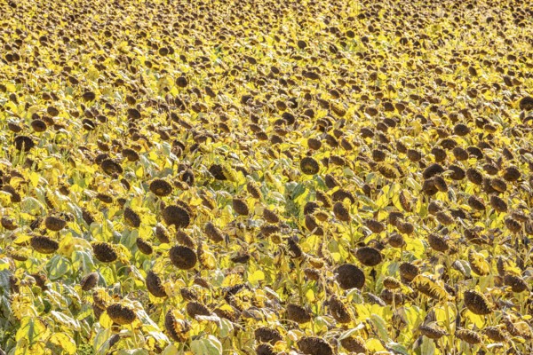 Field with sunflowers, dried up, the vegetative phase of the plants is over, the sunflower seeds