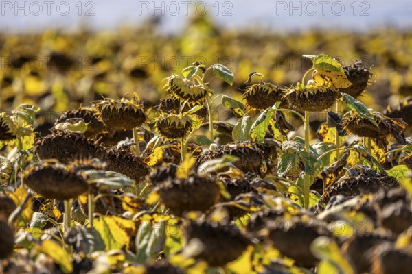Field with sunflowers, dried up, the vegetative phase of the plants is over, the sunflower seeds