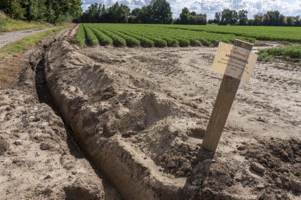 Field with carrots, surrounded by a mouse ditch that is so deep and wide that mice cannot get into