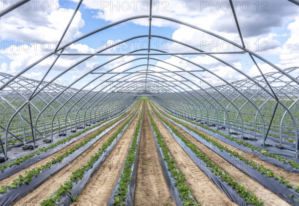 Strawberry cultivation, greenhouse without foil, after harvest, end of season, strawberry plants