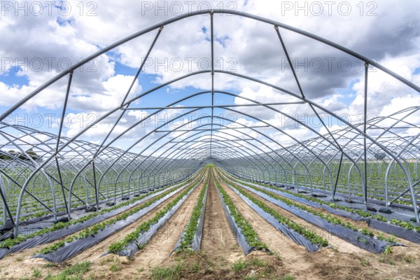 Strawberry cultivation, greenhouse without foil, after harvest, end of season, strawberry plants