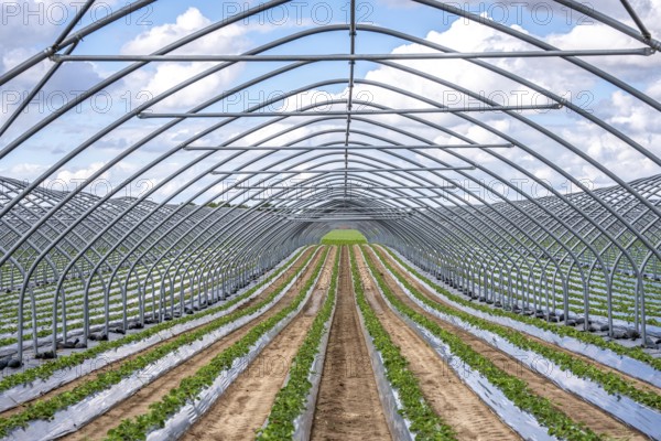 Strawberry cultivation, greenhouse without foil, after harvest, end of season, strawberry plants