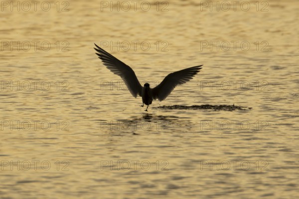 Common tern (Sterna hirundo) adult bird in flight taking off from a lagoon at sunset, England,
