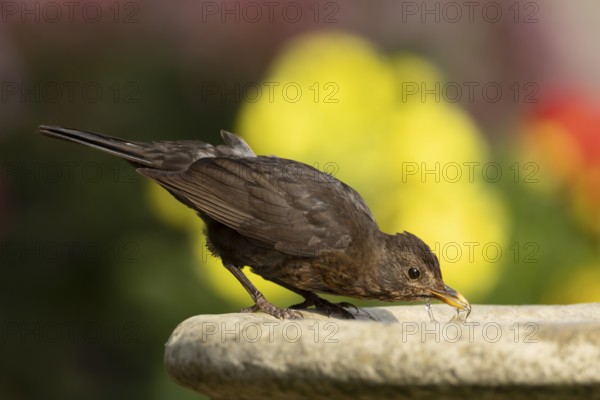 Eurasian blackbird (Turdus merula) adult female bird drinking from a garden bird bath, England,