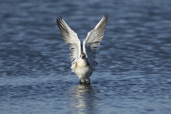 Black headed gull (Chroicocephalus ridibundus) juvenile bird taking off in flight from a lagoon,