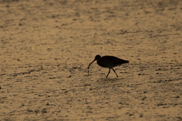 Eurasian curlew (Numenius arquata) silhouette of an adult wader bird feeding on a lugworm on a