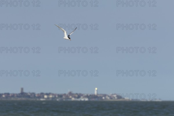 Common tern (Sterna hirundo) adult bird in flight over the sea with the town of Southwold in the