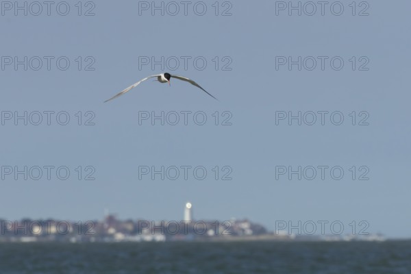 Common tern (Sterna hirundo) adult bird in flight over the sea with the town of Southwold in the