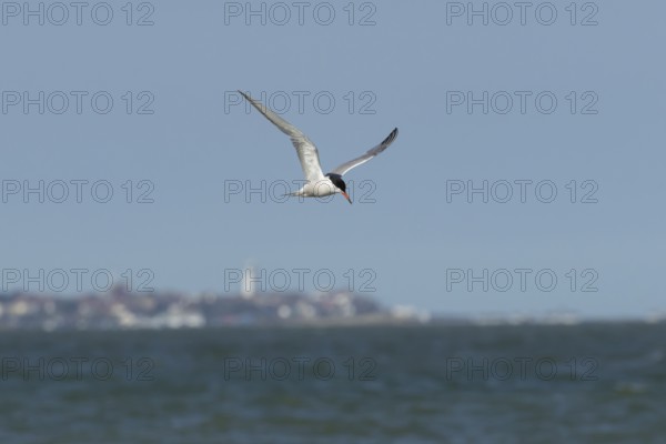 Common tern (Sterna hirundo) adult bird in flight over the sea with the town of Southwold in the