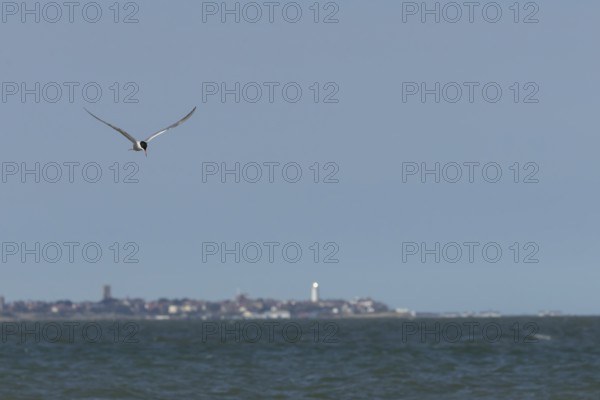 Common tern (Sterna hirundo) adult bird in flight over the sea with the town of Southwold in the