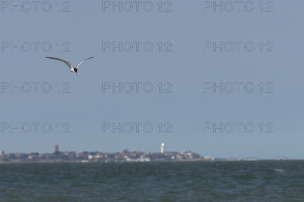 Common tern (Sterna hirundo) adult bird in flight over the sea with the town of Southwold in the