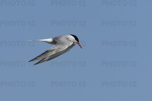 Common tern (Sterna hirundo) adult bird hovering in flight, England, United Kingdom