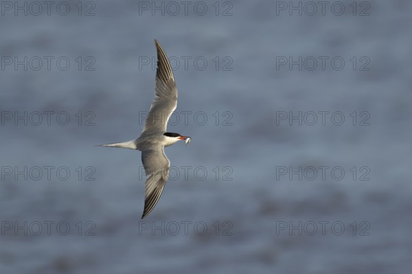Common tern (Sterna hirundo) adult bird with a fish in its beak in flight, England, United Kingdom