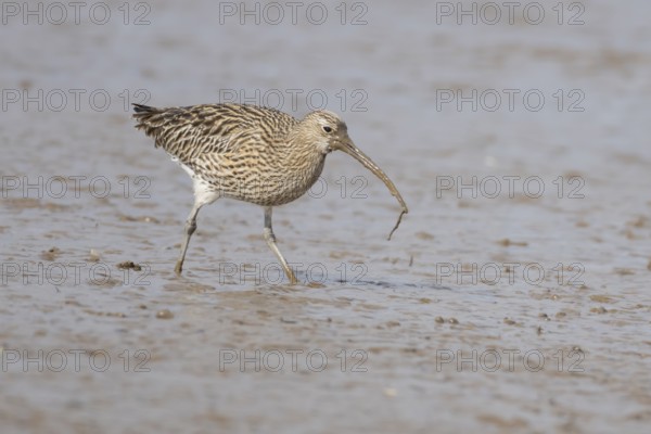 Eurasian curlew (Numenius arquata) adult wader bird feeding on a lugworm on a mudflat, England,