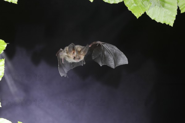 Bechstein's bat (Myotis bechsteinii) in flight, potentially endangered species, highspeed nature