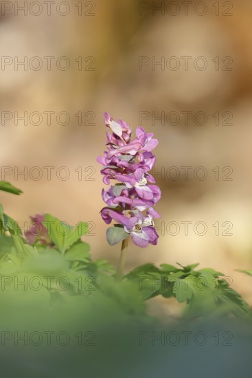 Hollow larkspur (Corydalis cava), inflorescence in a beech forest, Wilnsdorf, North
