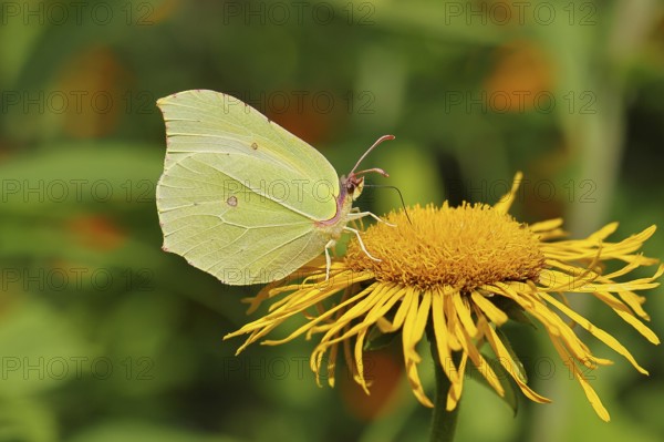 Lemon butterfly (Gonepteryx rhamny) on a yellow flower of a Great Telekie (Telekia speciosa),
