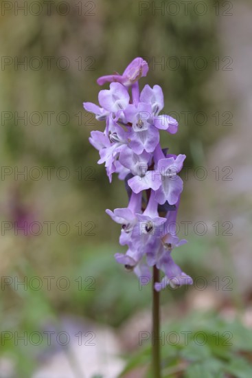 Hollow larkspur (Corydalis cava), inflorescence in a beech forest, Wilnsdorf, North