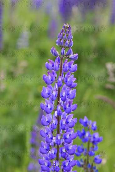 Large-leaved lupin, also known as perennial lupin (Lupinus polyphyllus), blue flower on a wild