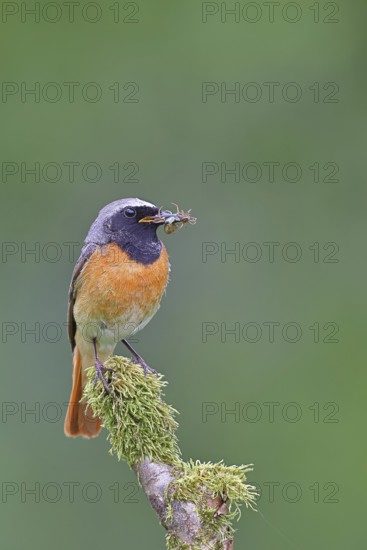 Redstart (Phoenicurus phoenicurus), male with caterpillars in beak on mossy branch, songbird,