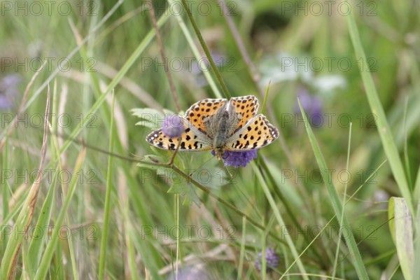 Queen of Spain fritillary (Issoria lathonia), butterfly, meadow, Germany, The butterfly has opened