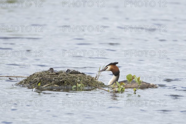Great crested grebe (Podiceps cristatus) adult parent bird with a two juvenile baby chicks on a