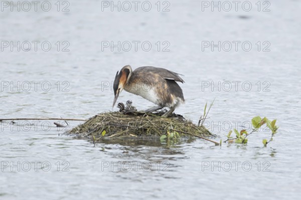 Great crested grebe (Podiceps cristatus) adult parent bird with a two juvenile baby chicks on a