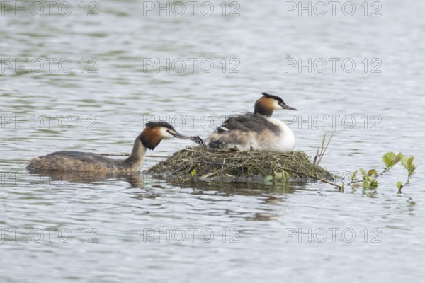 Great crested grebe (Podiceps cristatus) adult parent bird with two juvenile baby chicks on its
