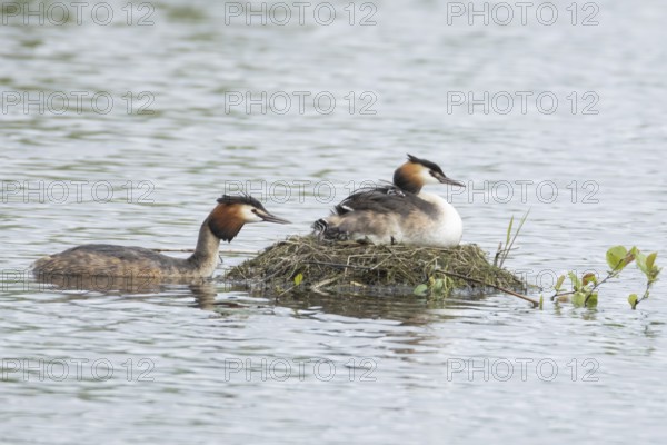 Great crested grebe (Podiceps cristatus) adult parent bird with two juvenile baby chicks on its