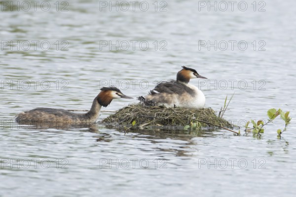 Great crested grebe (Podiceps cristatus) adult parent bird with a juvenile baby chick on its back