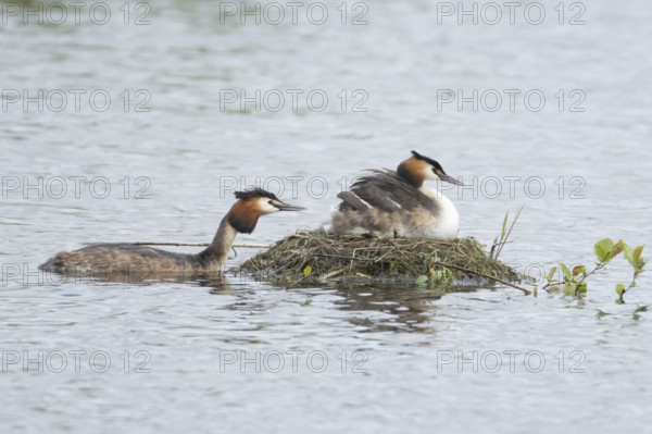 Great crested grebe (Podiceps cristatus) adult parent bird with a juvenile baby chick on its back