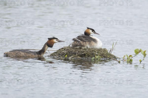 Great crested grebe (Podiceps cristatus) adult parent bird with a juvenile baby chick on its back
