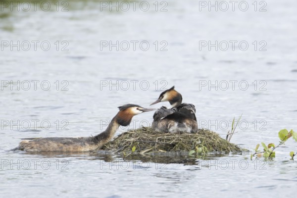 Great crested grebe (Podiceps cristatus) adult parent bird with a juvenile baby chick on its back