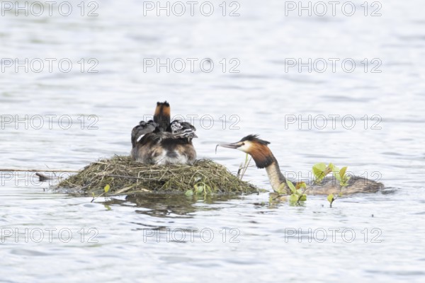 Great crested grebe (Podiceps cristatus) adult parent bird with two juvenile baby chicks on its