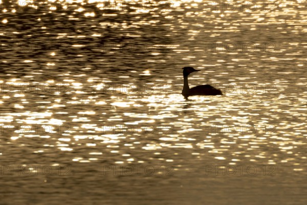 Great crested grebe (Podiceps cristatus) silhouette of an adult bird on a lake at sunset, England,