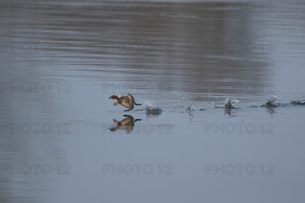 Little grebe (Tachybaptus ruficollis) adult bird running on the water surface of a lake, England,