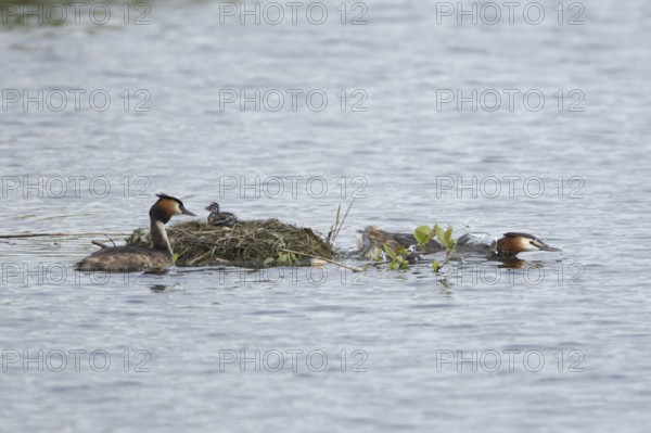 Great crested grebe (Podiceps cristatus) two adult parent birds with a juvenile baby chick on a