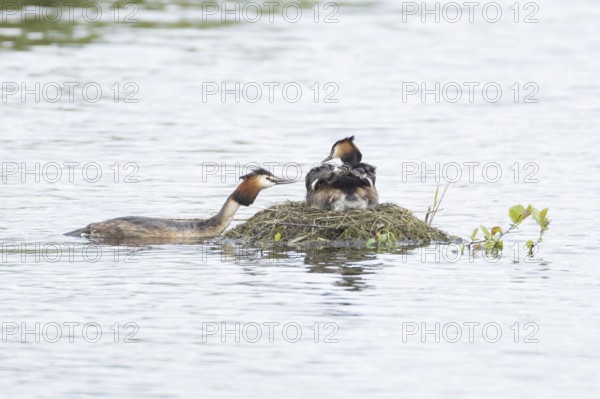 Great crested grebe (Podiceps cristatus) adult parent bird with a juvenile baby chick on its back