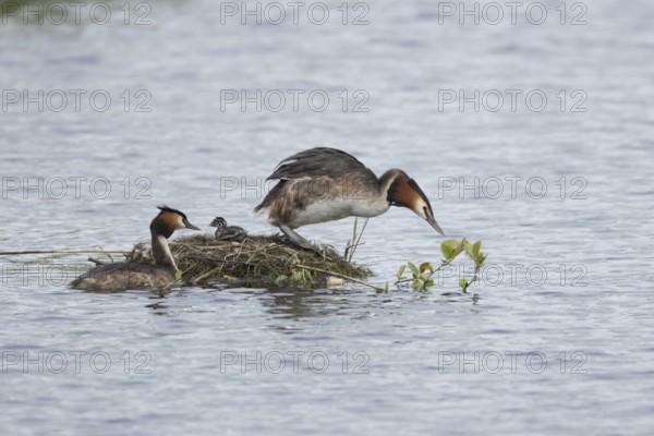 Great crested grebe (Podiceps cristatus) two adult parent birds with a juvenile baby chick at a