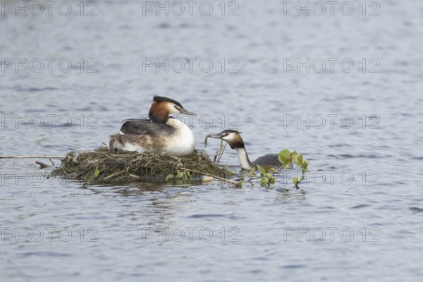 Great crested grebe (Podiceps cristatus) adult parent bird with a juvenile baby chick on its back
