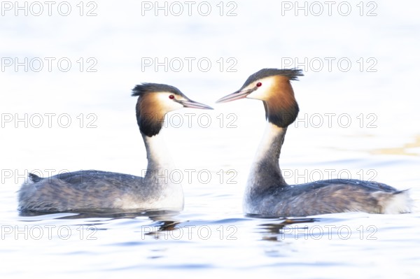 Great crested grebe (Podiceps cristatus) two adult birds during their love courtship display on a