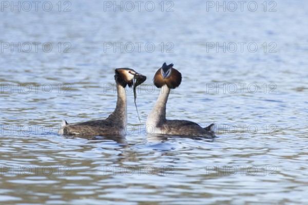Great crested grebe (Podiceps cristatus) two adult birds performing a weed dance during their love