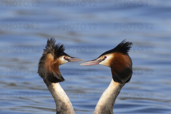 Great crested grebe (Podiceps cristatus) two adult birds during their love courtship display on a
