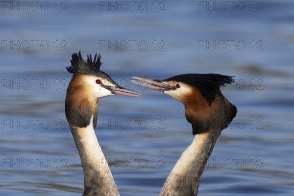 Great crested grebe (Podiceps cristatus) two adult birds during their love courtship display on a