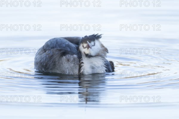 Great crested grebe (Podiceps cristatus) adult bird on a lake, England, United Kingdom