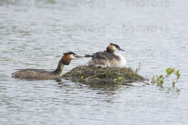 Great crested grebe (Podiceps cristatus) adult parent bird with two juvenile baby chicks on its