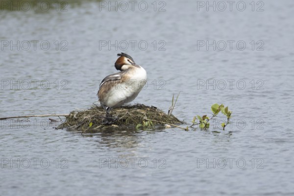 Great crested grebe (Podiceps cristatus) adult parent bird with a juvenile baby chick on a nest on