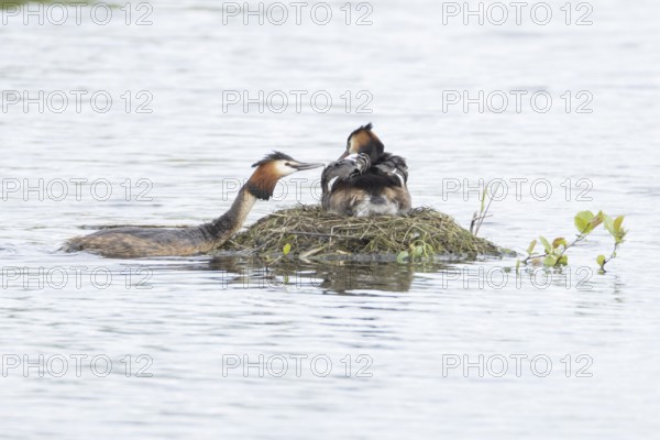 Great crested grebe (Podiceps cristatus) adult parent bird with a juvenile baby chick on its back