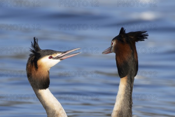 Great crested grebe (Podiceps cristatus) two adult birds during their love courtship display on a